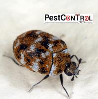 Beetle Control Perth image 3